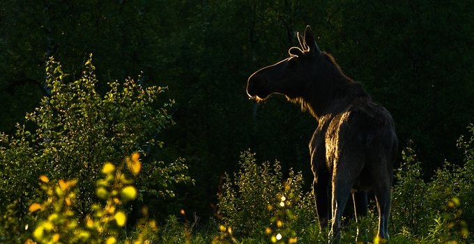 Älg i sol som står bland ungt sly av lövträd