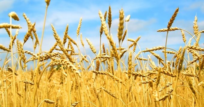 Gyllent sädesfält med veteax mot blå himmel