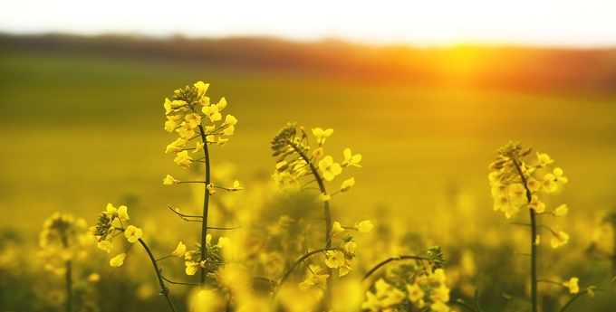 Gula rapsblommor i ett fält i solnedgången
