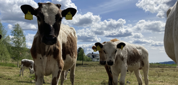 Kalvar med gula öronbrickor på bete under molnig blå himmel