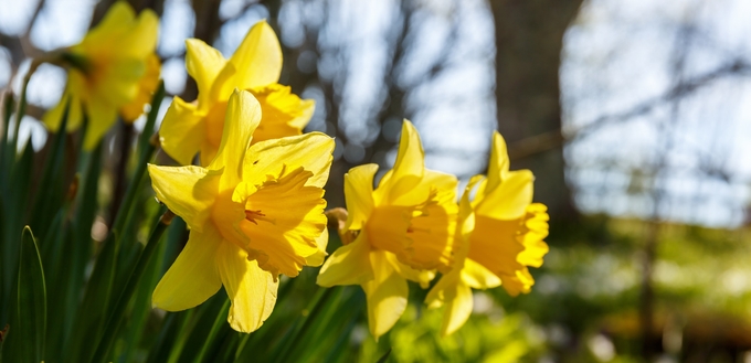 Närbild på gula påskliljor i solsken
