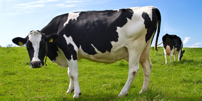 Svartvit ko i ett fält under blå himmel