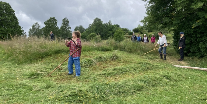 Flera personer som slår en äng med lie, med träd och buskar i bakgrunden.