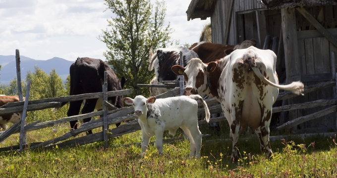 Kor och kalv vid gammalt timrat uthus och staket på sommaräng