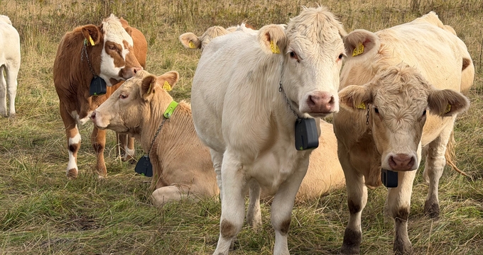 Kor på bete med GPS-halsband