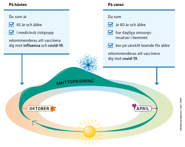 Bild från Folkhälsomyndigheten som visar att smittspridningen av covid 19 och influensa är högts mellan oktober och april.