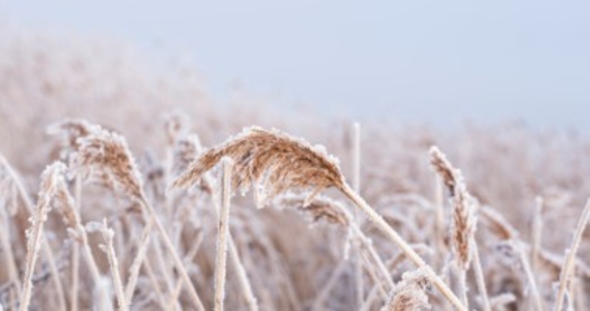 Frostiga vasstrån.