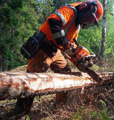Skogsarbetare som med hjälp av motorsåg fräser bort barken från trästammar. Foto: Mattias Sparf
