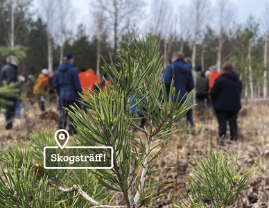 En ung tall i förgrunden och deltagare till en skogsträff i bakgrunden. Foto: Amanda Overmark