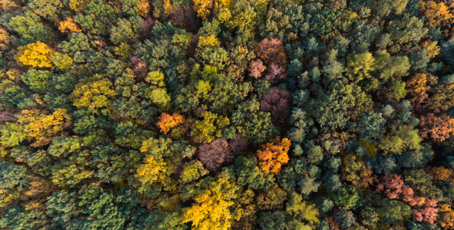 Flygbild över en skog i höstfärger.