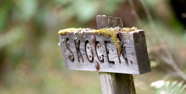 En närbild av en träskylt där det står SKOGEN med mossa som växer på den. Foto: Amanda Overmark