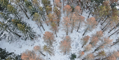 Drönarbild över granskog med rödbruna granar som angripits av granbarkborre. Foto: Mattias Sparf