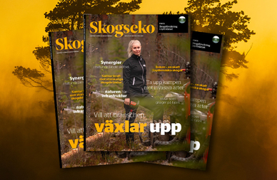 Tre exemplar av tidskriften Skogseko med en kvinna på omslaget, framför en suddig skogsbakgrund.