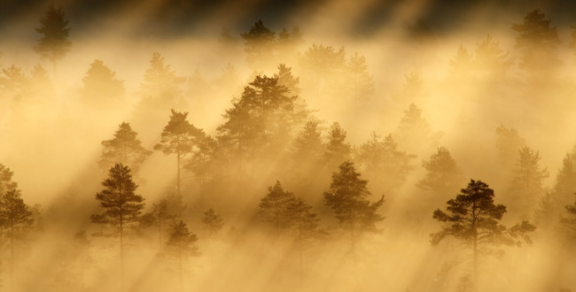 Foto: Mostphotos Foto: Mostphotos