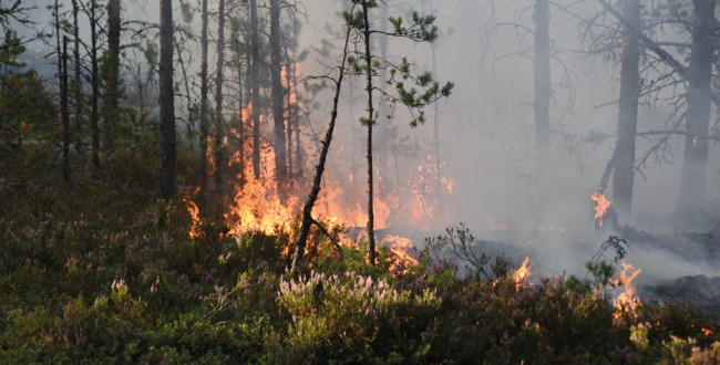 Skogsbrand sprider sig bland träd och vegetation. Foto: Daniel Sjoholm MostPhotos