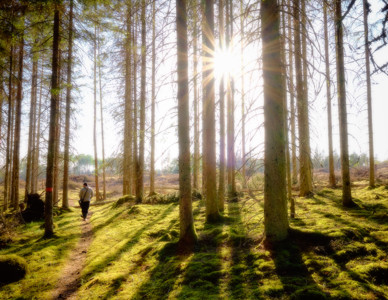 Solstrålar tränger genom träd i en skog med person som promenerar på stig. Foto: Mathias Kilman, Mostphotos