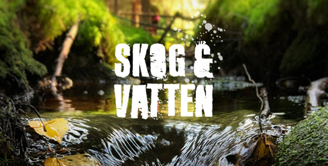 Strömmande bäck i en frodig skog.