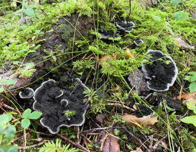 Svart trumpetsvamp på en mossa-täckt trädstubbe i skogen. Foto: Linda Vålberg