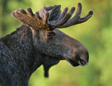 Närbild av en älg med stora horn i grönt landskap. Foto: Kenneth Johansson Närbild av en älg med stora horn i grönt landskap. Foto: Kenneth Johansson