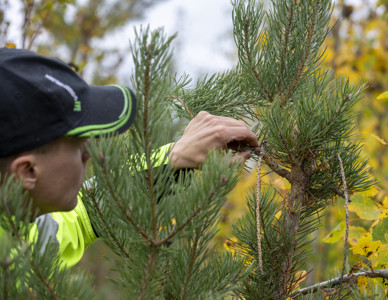 Man i varselkläder inspekterar en tallgren i skogen. Foto: Marie Birkl