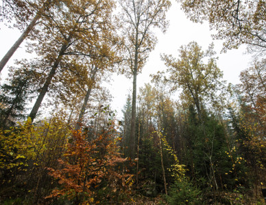 Skiktad blandskog i höstfärger. Foto: Rickard Nilsson