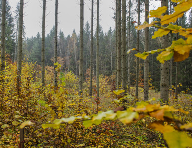 Ny lövskog i höstfärger under skärm av äldre träd. Foto: Rickard Nilsson