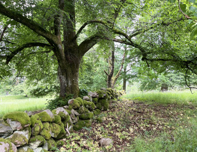 Ek bredvid en stenmur i en öppen skogsmiljö. Foto: Jessica Johansson
