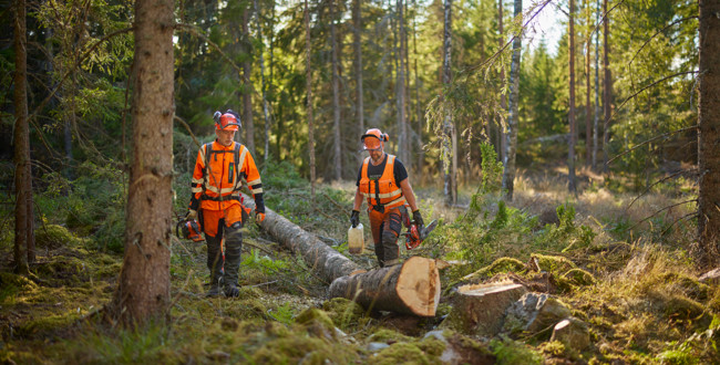 Två personer i skyddskläder och motorsågar går mot kameran genom en skog. Foto: Patrik Svedberg