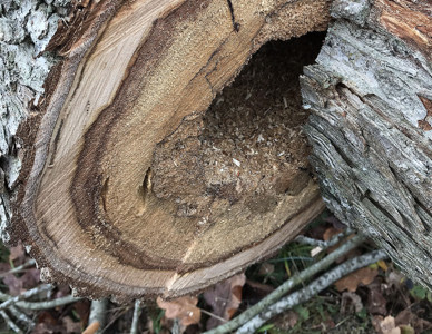 Närbild av ett hål i en sjuk almstock. Foto: Amanda Overmark