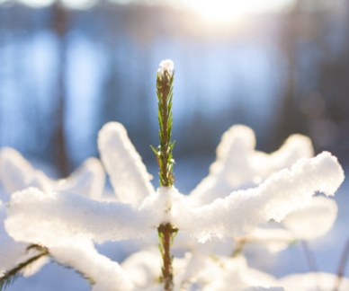 Granplanta täckt av snö med solnedgång i bakgrunden. Foto: Mostphotos