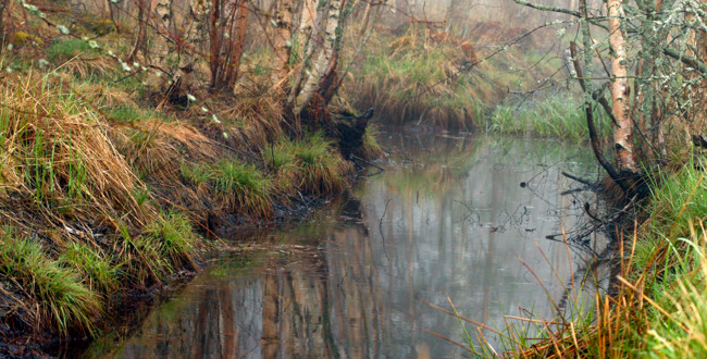 Dimmig skogsbäck omgiven av vissna gräs och nakna träd.  Foto: Barbro Wickström