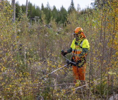 Arbetare i säkerhetskläder använder röjsåg i ungskog. Foto: Marie Birkl