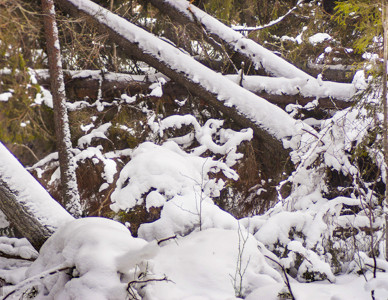 Stormskador. Foto: Bo Persson
