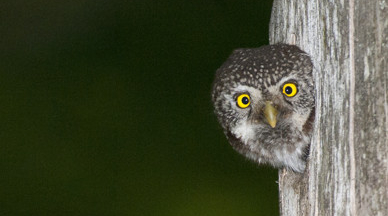  Foto: Kenneth Johansson