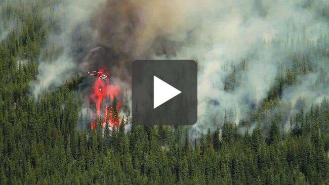 Film - Så minskar du risken för skador i din skog