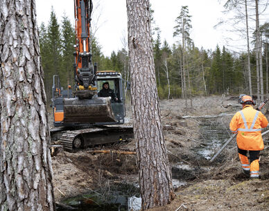 Skogsarbete med grävmaskin som återväter och en person i orange skyddskläder bland tallar.  Foto:Camilla Zilo