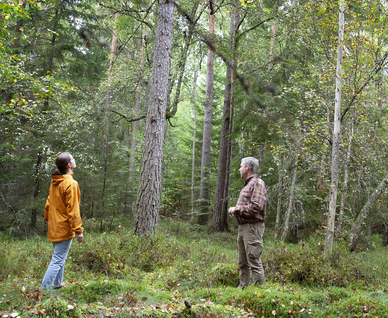 Två personer i skogen som blickar upp mot höga träd.  Foto: Camilla Zilo