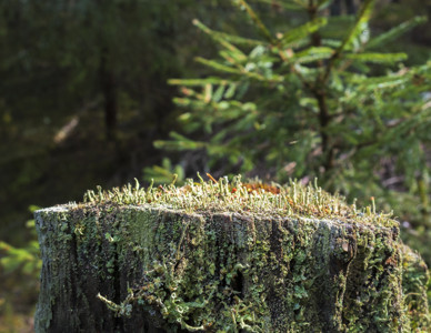 Stubbe med bägarlav. Foto: Mostphotos