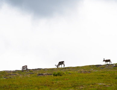 Tre renar på kalfjället. Foto: Åke Sjöström