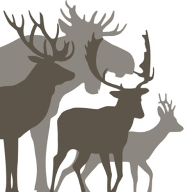  Illustration på olika hjortdjur.
