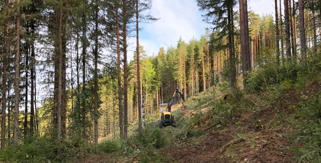 Pågående avverkning i brant erosionskänslig terräng där hänsyn tas för att minska risken för ras och skred. Foto: Nicola Karlsson