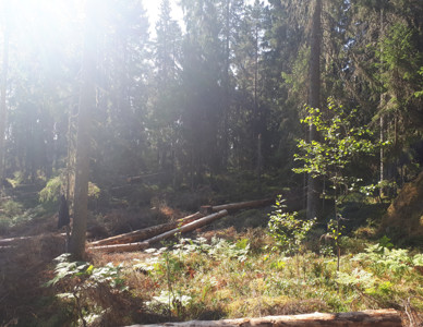Solbelyst skogsglänta med barkade stockar och gröna ormbunkar. Foto: Ellen Salomonsson