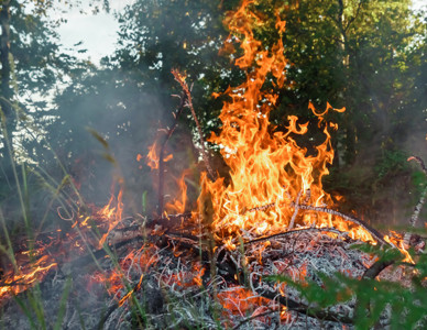Närbild på uppflammande eld i skog