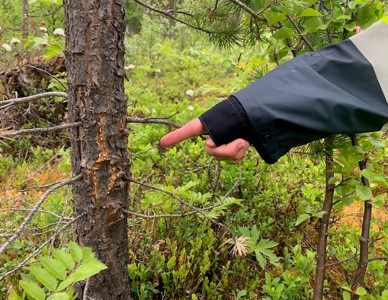 Hand pekar på törskateskadad stam i skog. Foto: Maria Jakobsson