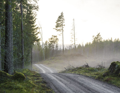 Grusväg som slingrar genom dimmig barrskog i gryningen. Foto: Mostphotos