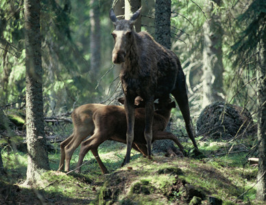 Älgko med två diande kalvar i grön skog. Foto: Kenneth Johansson