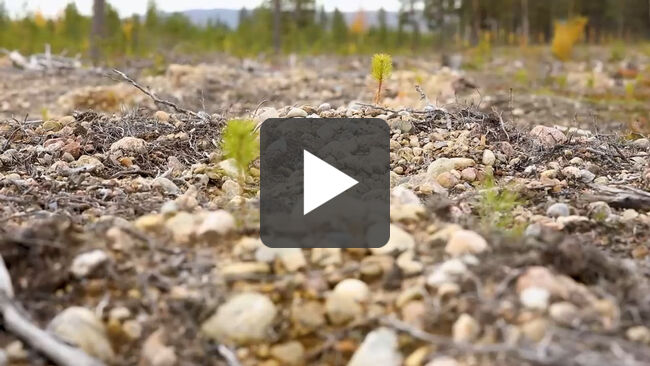 Närbild på stenig mark med små tallplantor i ett skogslandskap. Filmfotograf: André Nyström Närbild på stenig mark med små tallplantor i ett skogslandskap. Filmfotograf: André Nyström