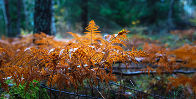 Gyllene ormbunkar i skogen med lätt morgondis. Foto: MostPhotos Gyllene ormbunkar i skogen med lätt morgondis. Foto: MostPhotos