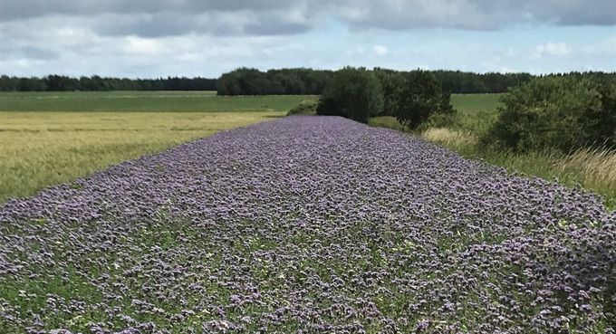 Fält med lila blommor i åkerkanten.