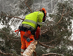 En person som med motorsåg kapar grenar från ett liggande träd.